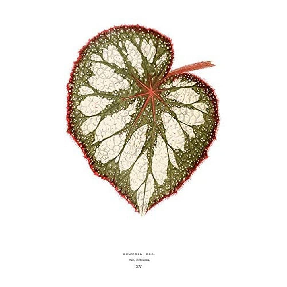 Wee Blue Coo Leaf Begonia Rex Nebulosa Art Print Canvas Premium Wall Decor Poster
