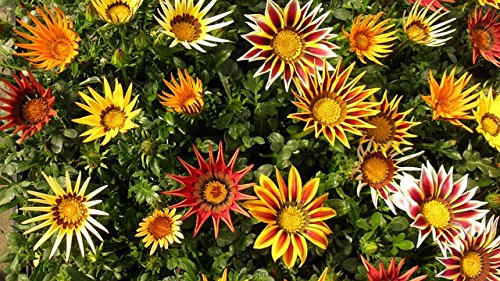 Gazania Mix Flower Seeds (Pack of 40 Seeds) (B07F8BVSSW) Amazon Price History, Amazon Price Tracker