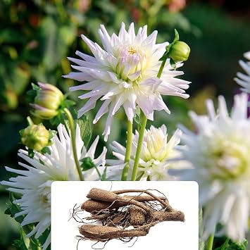 1 Dahlia Cactus Shooting Star   Stunning Snowy White Blooms   Perennial Summer Flowering Bulb   Perfect for Enhancing Your Garden   Adapted for UK Climate Conditions