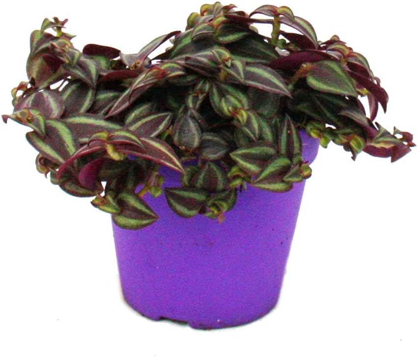 Tradescantia Purple Passion - Three Mauve Flower with Purple Leaves - 12cm Pot
