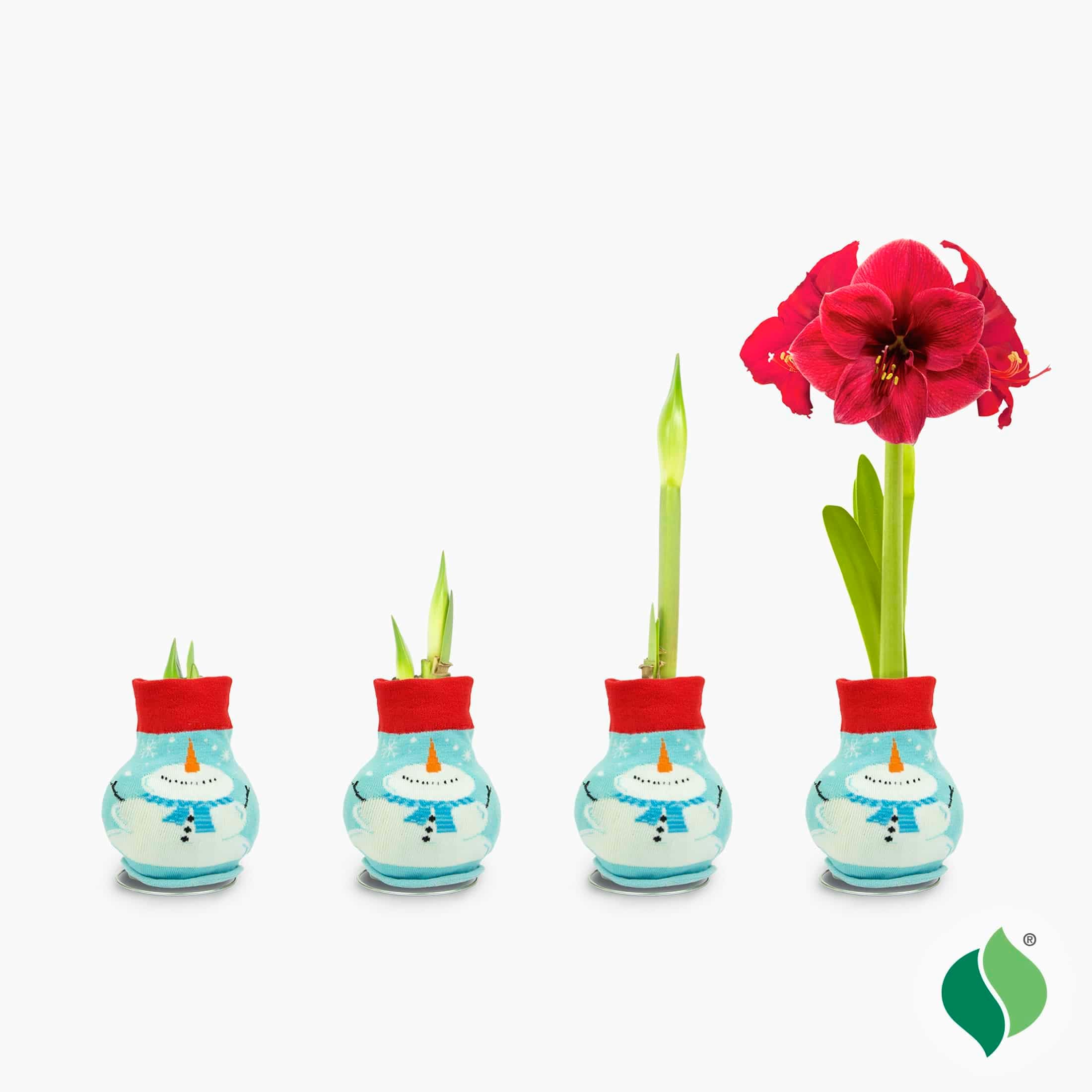 Wax Amaryllis Flower Bulb, Red Lion, 28/30cm - Snowman Sweater Amaryllis Flower Bulb,- Perfect Holiday