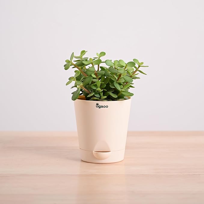 Ugaoo Good Luck Jade Plant with Self Watering Pot