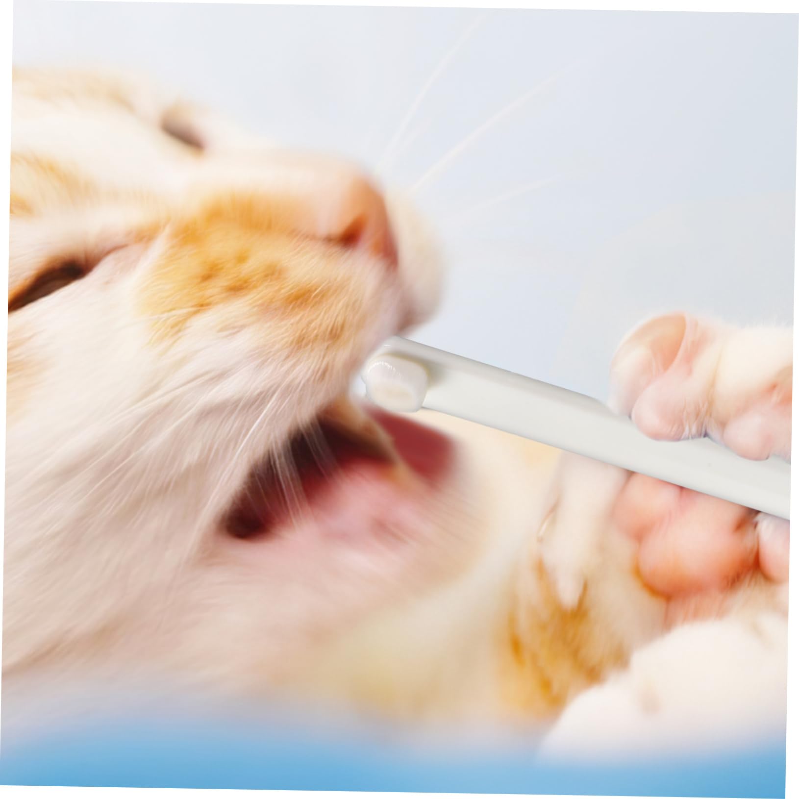 Kisangel 15stücke Teiliges Hundezahnbürsten Weichen Borsten Für Katzen Und Kleine Haustiere Sanfte Mundpflege Mit Präzisen Köpfen Zur Gründlichen Zahnreinigung