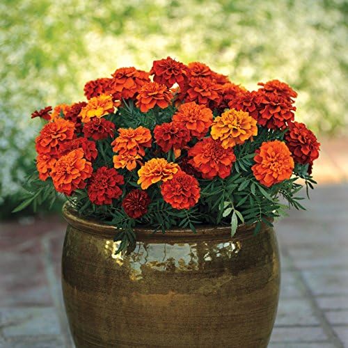 Park Seed Fireball - Semillas de flores de caléndula  Floración doble de 2.5 pulgadas que cambian de color de rojo a oro, variedad francesa compacta