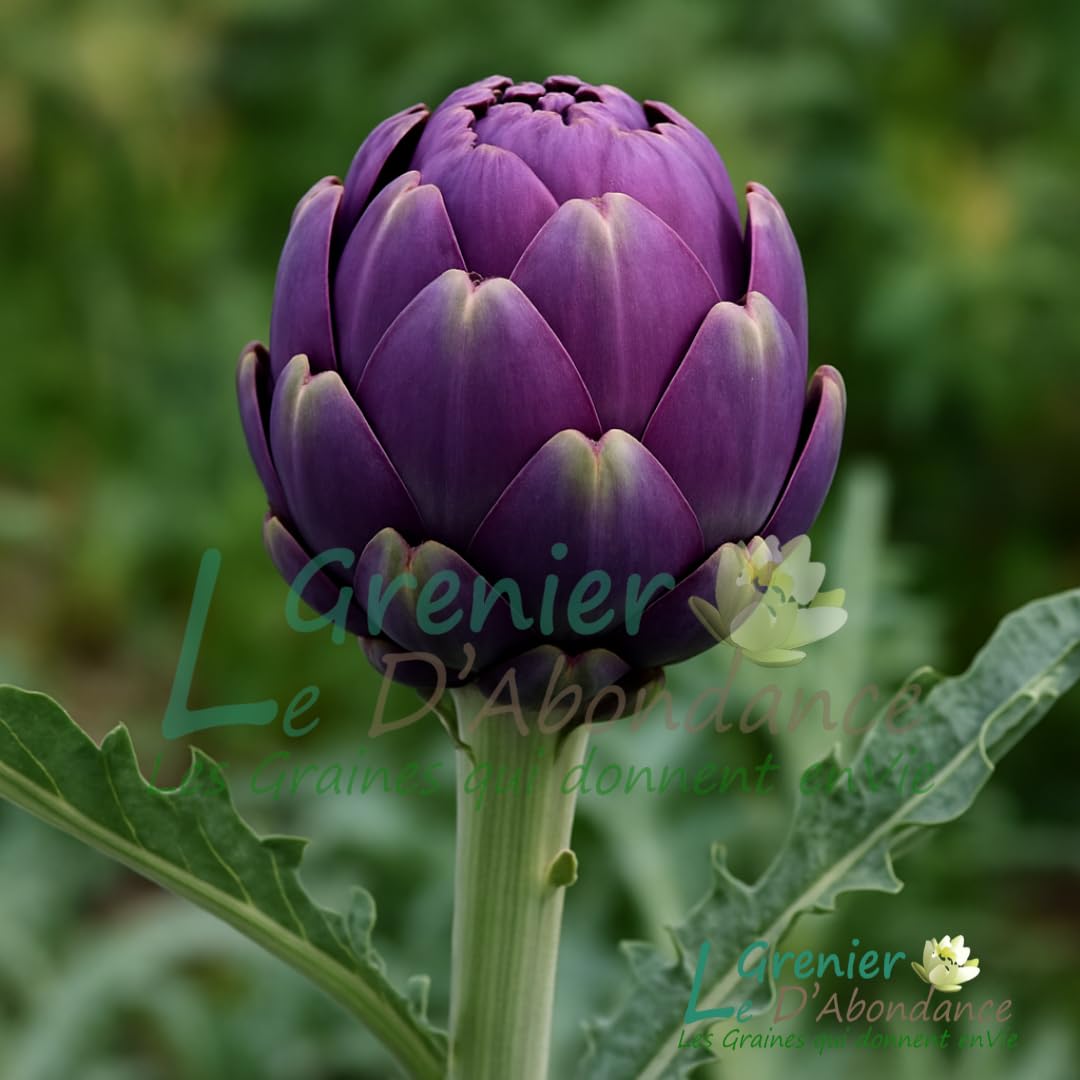 Le Grenier d'Abondance ARTICHAUT Violet de Provence Cynara scolymus 10 graines