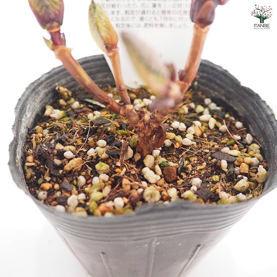 ゆっち 輸入アジサイ 苗 5種セット！ ゆっち 輸入アジサイ 苗 5種セット！ ゆっち様専用 輸入アジサイ