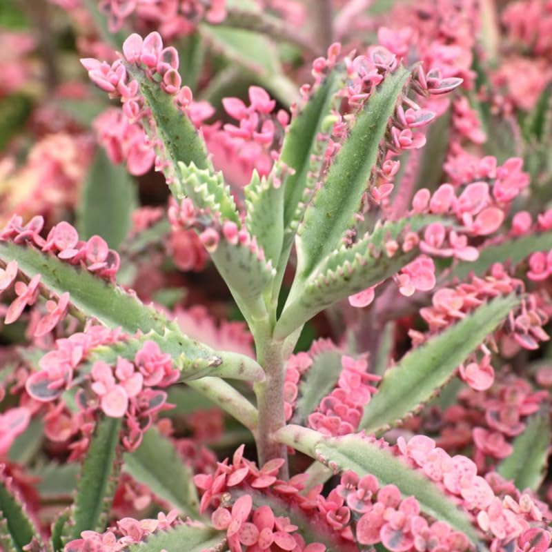 Miniatura 4 de Kalanchoe - Planta viva de mariposa rosa, maceta de 2 pulgadas, planta de interior suculenta única, planta decorativa de interior de fácil cuidado