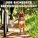Hunde Fahrradleine und Hundegeschirr, Geschirr mit seitlichen Ringen, inklusive 2 speziellen Fahrrad-Kabelbindern. Patentiert. (Schwarz, L)