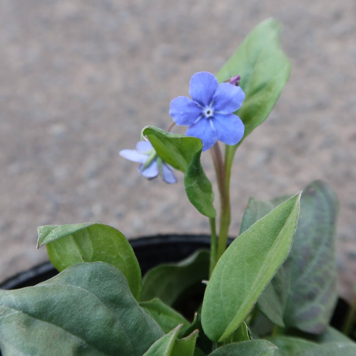 Amazon.co.jp: ∮ 花終わり オンファロデス チェリーイングラム 4号株