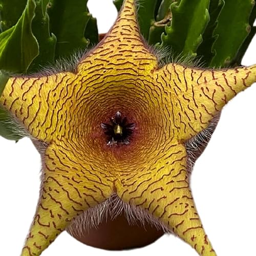 Miniatura 4 de BubbleBlooms Stapelia gigantea, flor gigante de estrella de mar, huernia rara, planta gigante carroñera zulú, maceta de 4 pulgadas
