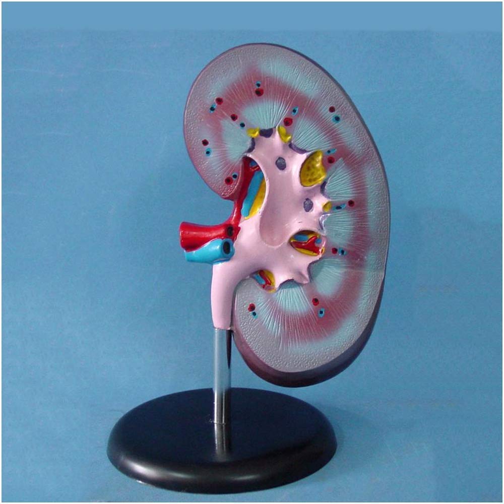 Model edukacyjny ludzka nerka model medyczny anatomiczny model nerek materiał PVC model anatomii biologicznej, modele medyczne model szkieletu