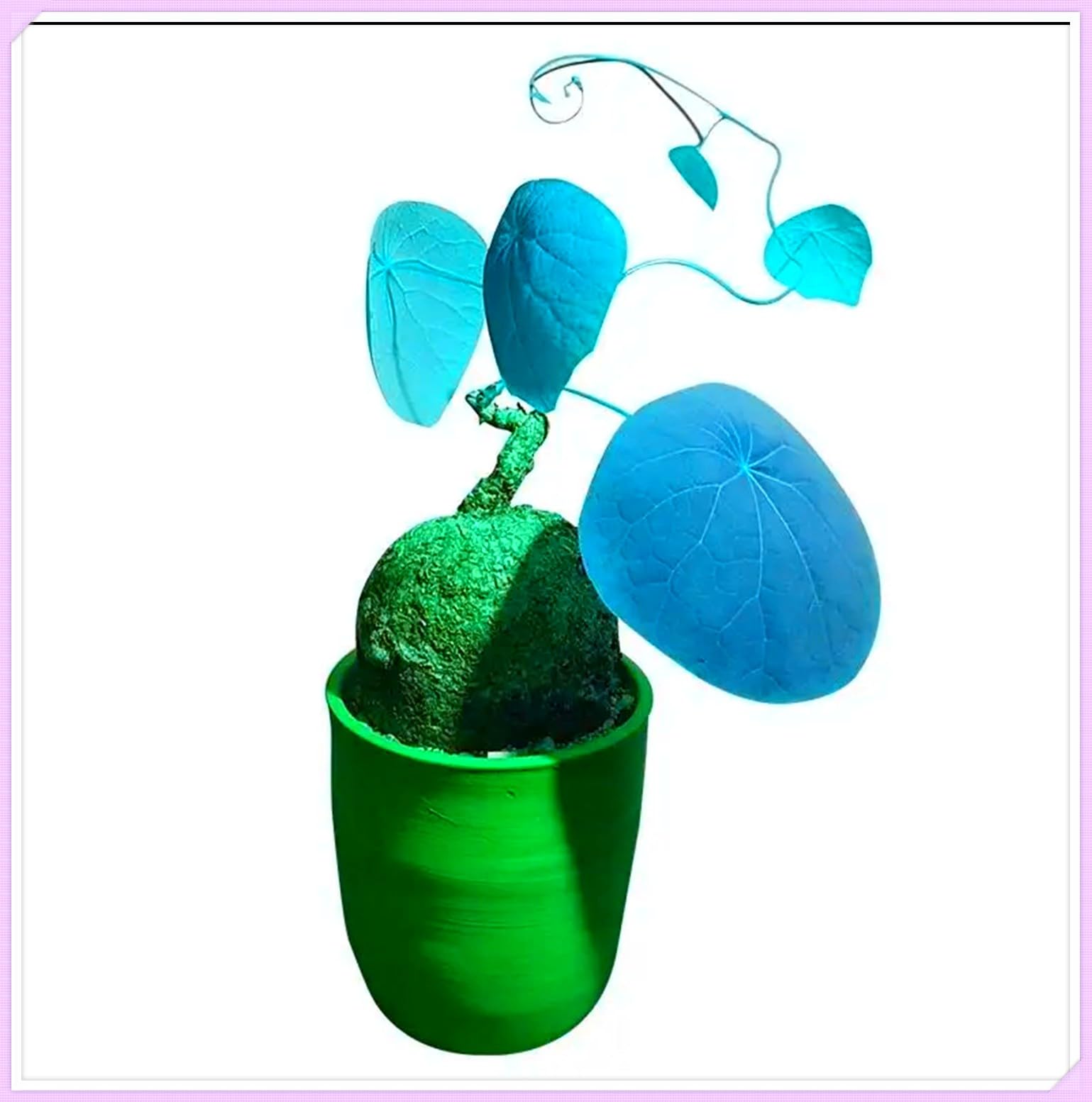 Stephania erecta Bulbs for Planting, Excellent Display, Mix Golden Jade Carving Feels Beautiful, Stephania erecta Plant, Strong Plants That Grow Well -3 Bulb-D