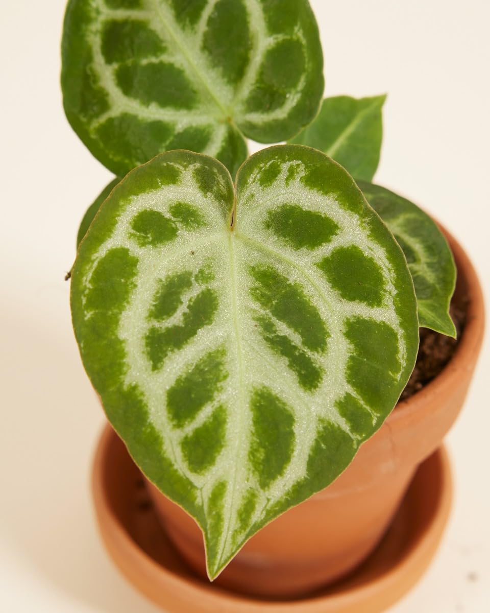 PLNTS - Baby Anthurium Anthurium Silver Blush - Zimmerpflanzen, Pflanzen  Echt, Nachhaltige Verpackung - 2cm Stecklinge - Hhe 10cm - Direkt von der  Grtnerei : Amazon.de: Garten