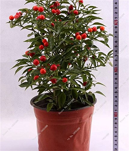 Kirsche Pfeffer st Gemse Hausgarten Bonsai Chile Pflanze  Nicht-GVO-Garten-Dekoration Kche Wrzen von Speisen 200 PC 16 : Amazon.de:  Garten