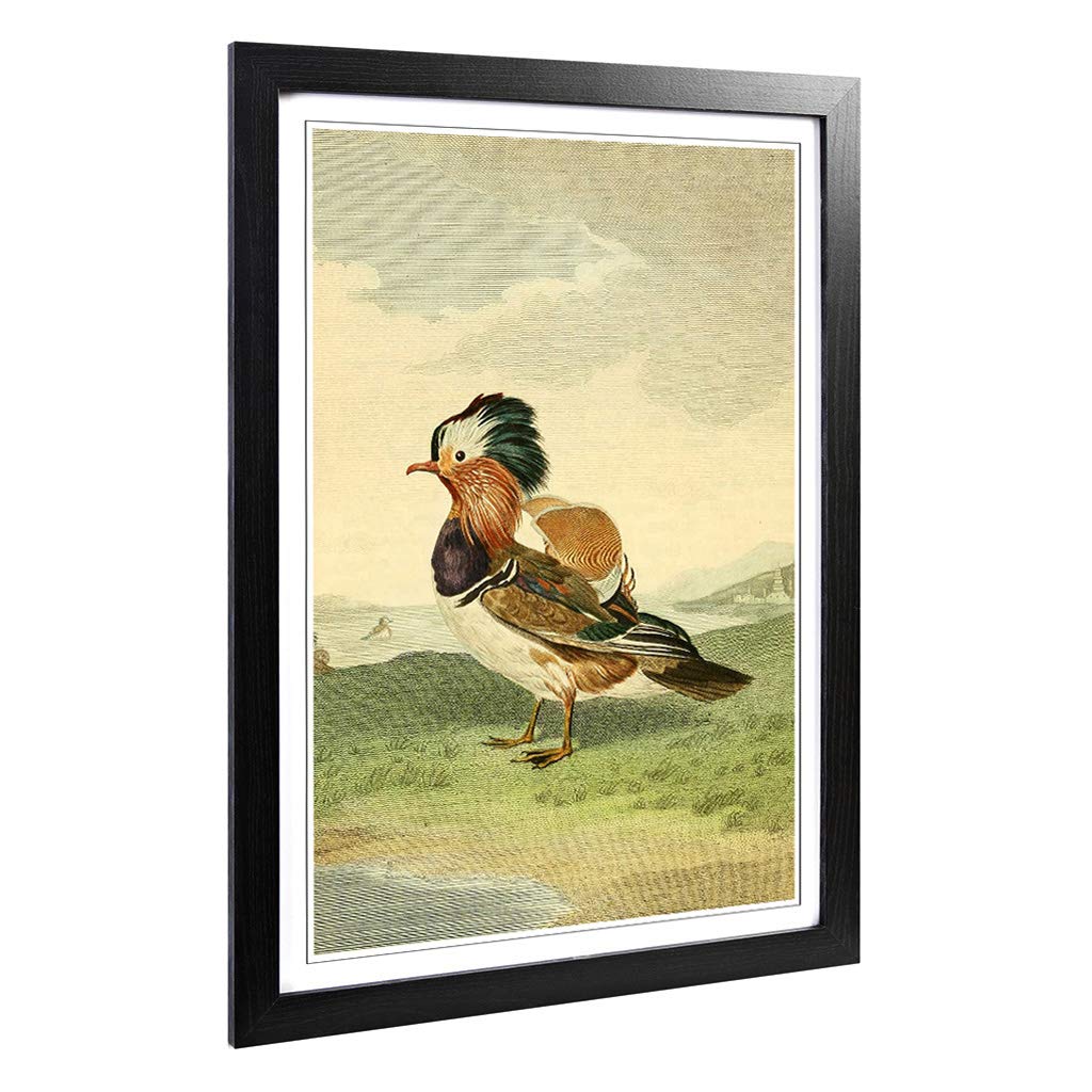 Big Box Art Framed Print of Vintage Charles R Ryley Mandarin Duck Design | Wall Art Picture | Home Decor for Kitchen, Living Room, Bedroom, Hallway, Black, A2 / 24.5x18 Inch / 62x45cm