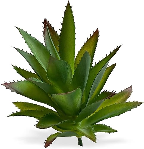 Great Finds Cactus suculenta, verde, grande