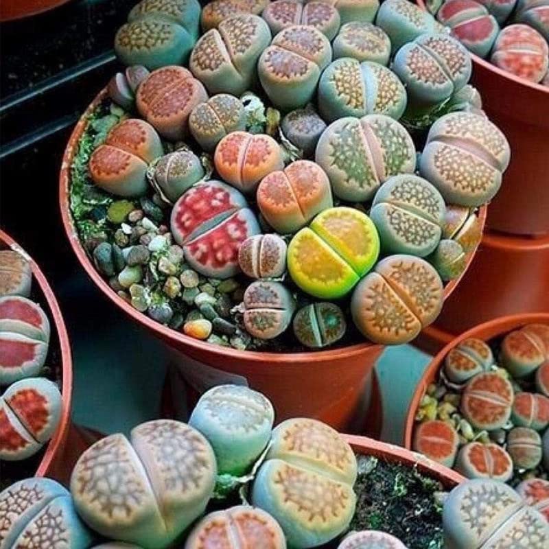 Lithops Live Plants Large, 20 Mix Lithops Succulents Plants Live Lithops Living Stones 0.5 to 0.6 Inc for Planting, Living Rocks Lithops