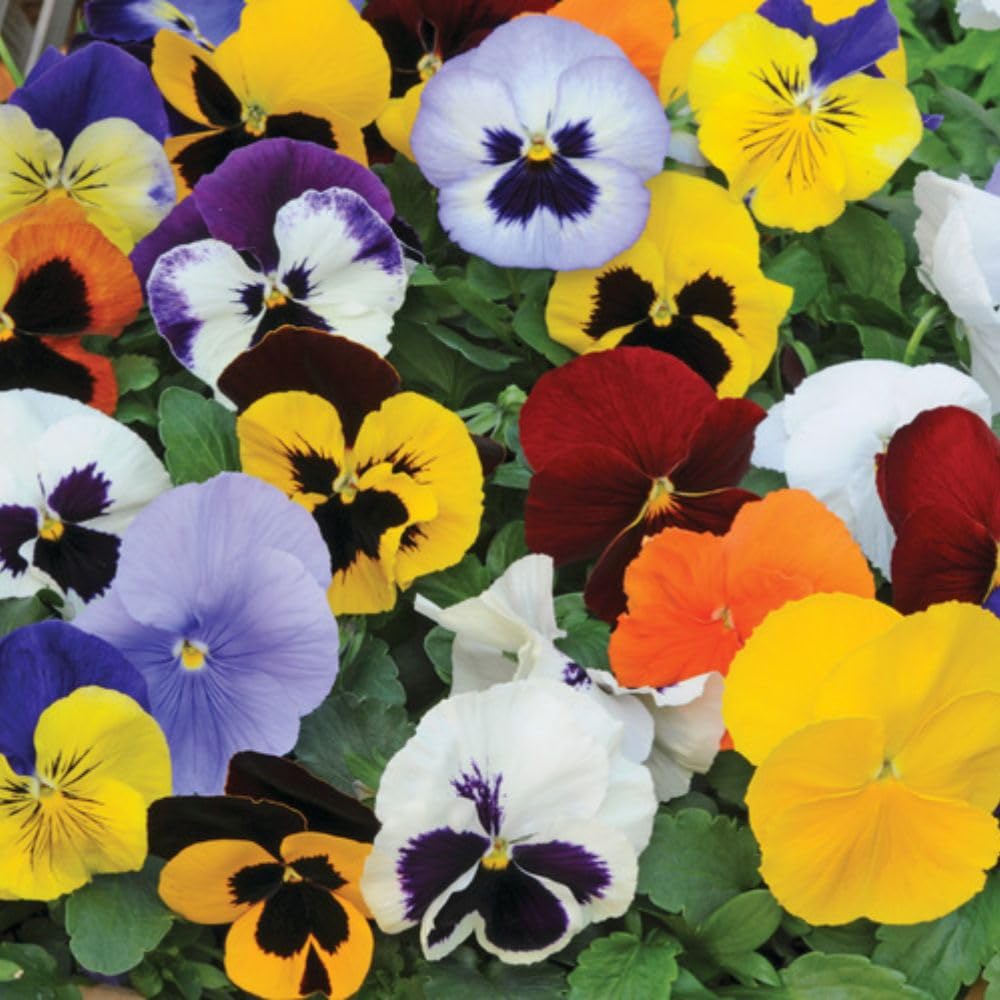 Pansy Matrix Mix Garden Ready Plants 24 x Garden Ready Plants Inc: Vibrant Bedding Flowers for Spring Displays and Containers Thompson & Morgan