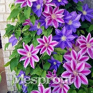 . Plants Clematis Courtisii Bonsai in Potted Colors Mixed Colors Bonsai Bonsai del Flower 100 Pieces Internal Living Room Decoration Rare Flower: Mix: only Seeds
