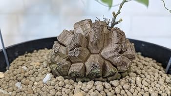 長谷川 亀甲竜 ボコ肌 塊根 冬型 長谷川 亀甲竜 ボコ肌 塊根 冬型