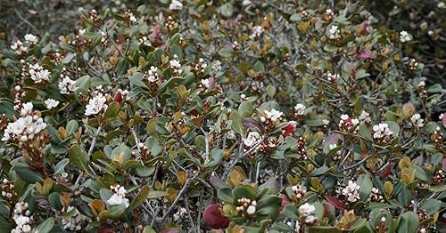 Miniatura 2 de Western Sand - Semillas de cereza - 6 semillas - Muy raras - Ideal para paisajismo o bonsái