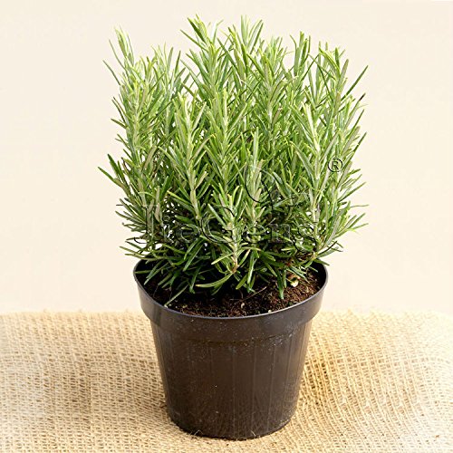 Creative Farmer Herb Seeds Garden - Rosemary Italian Herb Seeds Kitchen Garden Pack (B0753KRP7J) Amazon Price History, Amazon Price Tracker