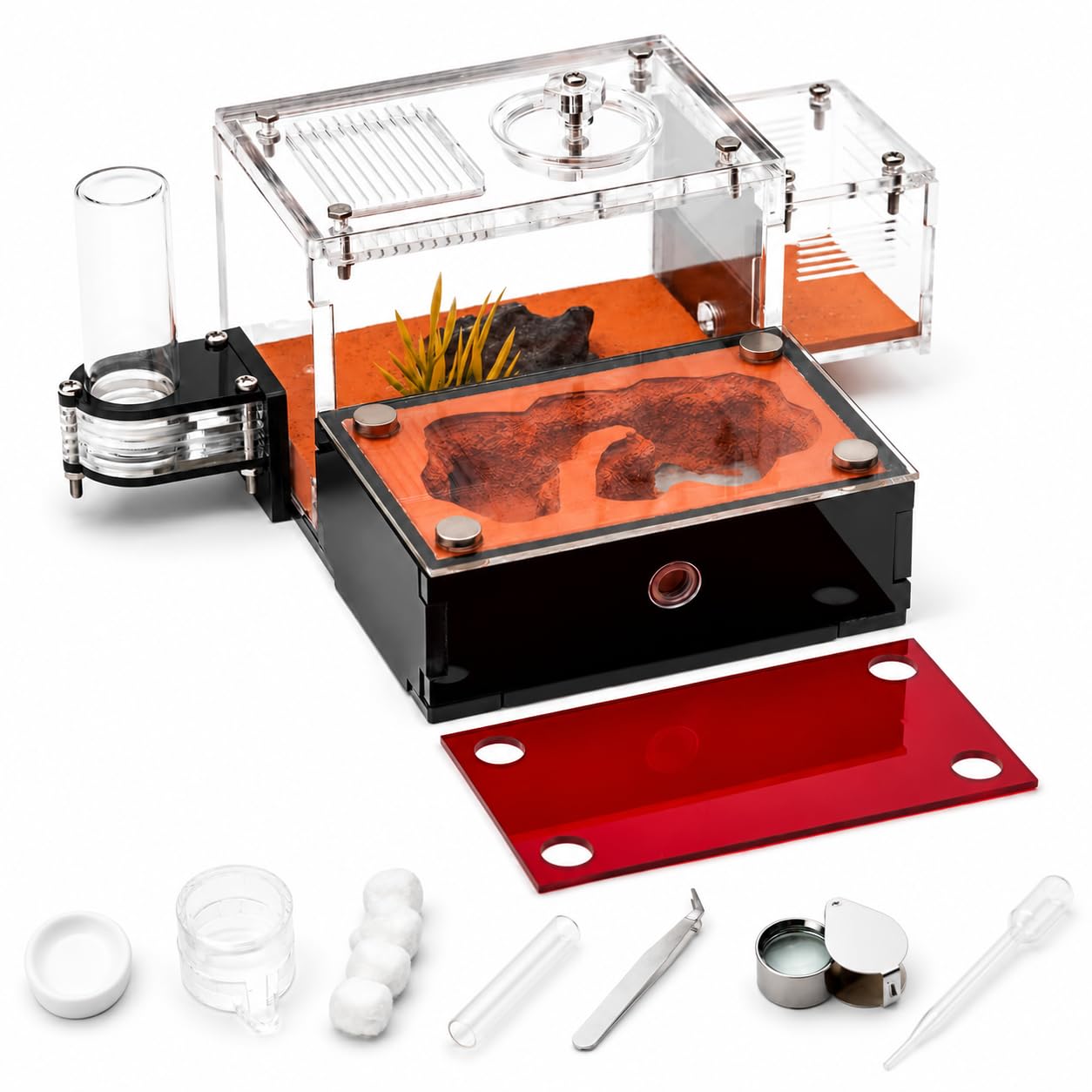 Rimsunta Formicarium Ant Farm Habitat for Live Ants and Queen