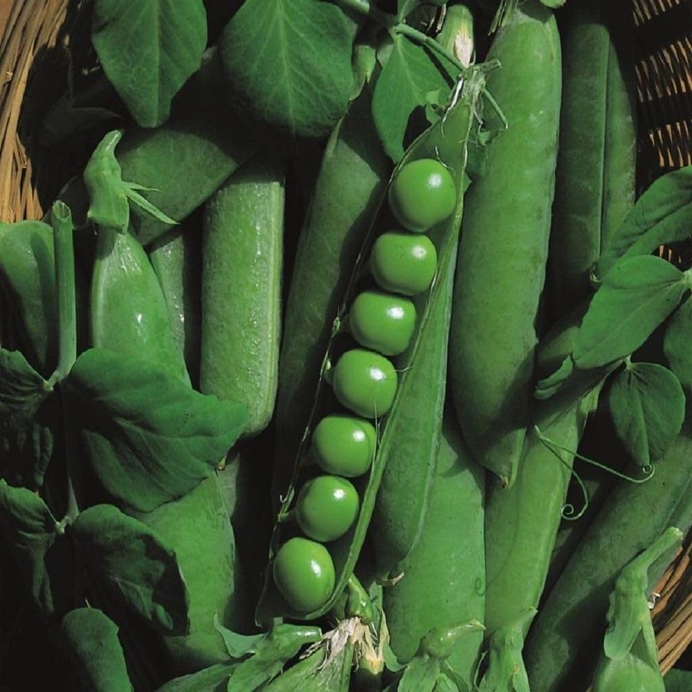 Pea Early Onward Seeds - 1Kg - from Pretty Wild Seeds
