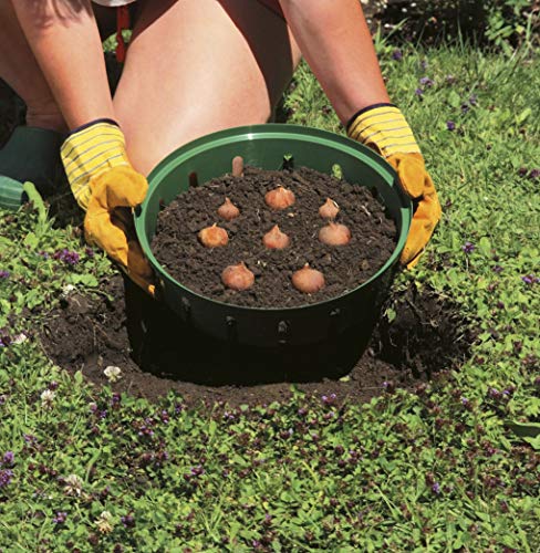 Windhager Vassoio di Semi bulbi da Fiore, Verde, Diametro 22 cm, 3 Pezzi - Image 5
