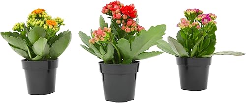 Miniatura 3 de Kalanchoe - Paquete de 3 plantas de flores, decoración de plantas de escritorio, regalos de suculentas vivas para amantes de las plantas, ideas de