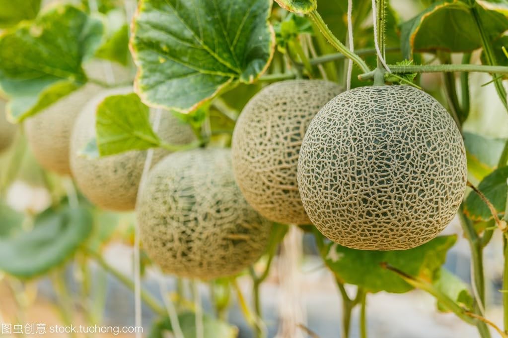 250+ Watermelon Seeds, 5 Variety Packs Melon Fruit Seeds Garden Non-GMO Heirloom Cantaloupe, Crimson Sweet Watermelon, Yellow Canary Melon, Green Flesh Honeydew Melon, Sugar Baby Watermelon - 3