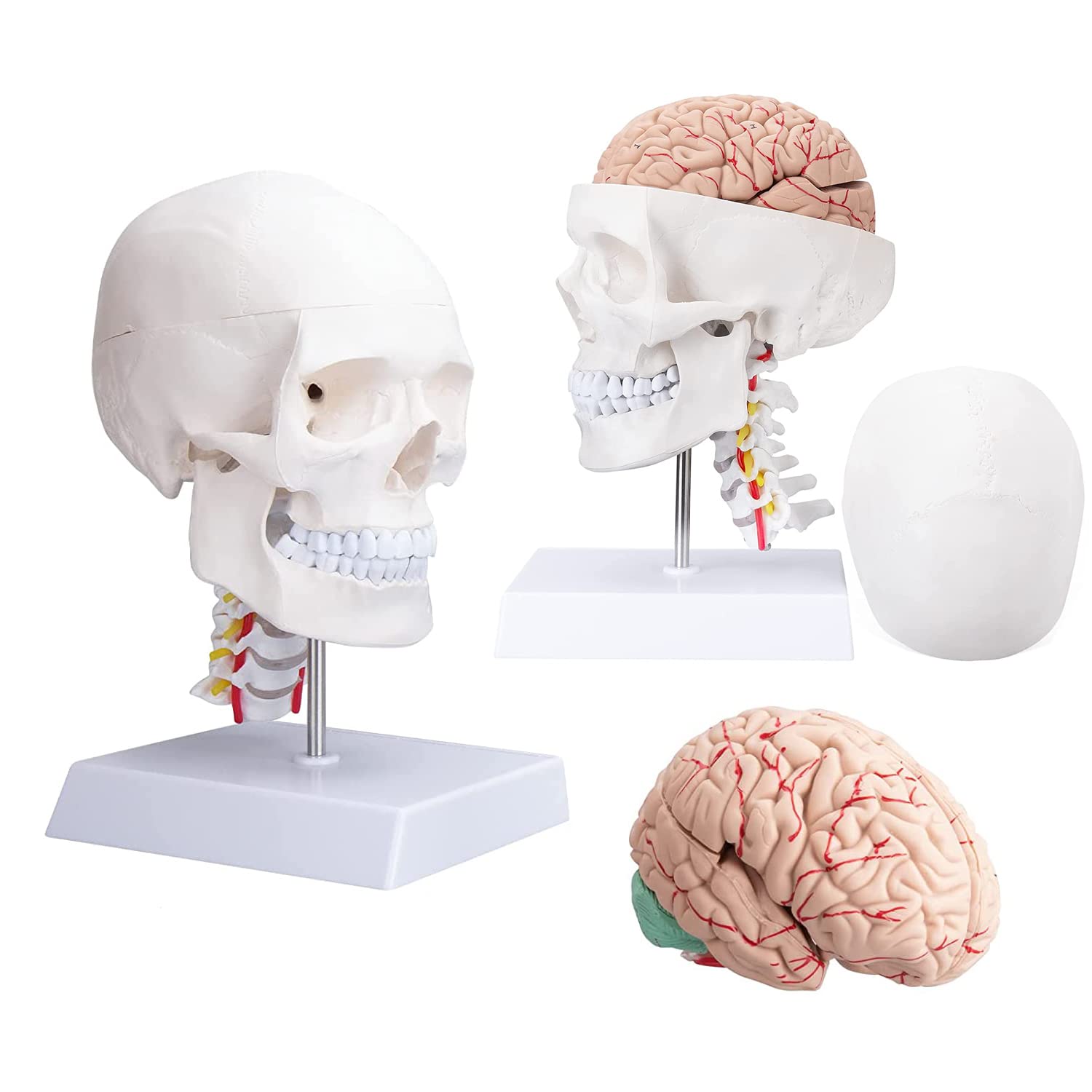 GTHTUHFD Adult Skull Life Size Skull Brain Model Human With Cervical Vertebrae Model For Classroom Medical Study Lessons Education With Base