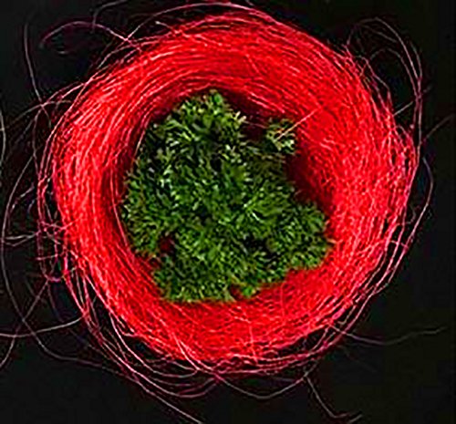 Aayu Natural Fiber From Sisal Red Christmas | Premium Quality Natural Jute Fiber | 8 Oz Per Bag | Perfect For Diy Projects And Basket Decoration | Red Color #TOP3