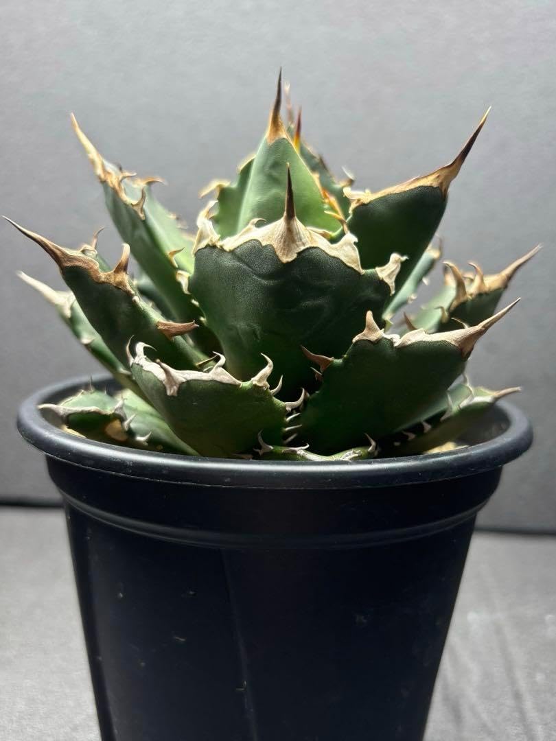 agave titanota Neptune アガベ チタノタ ネプチューン Agave.titanota