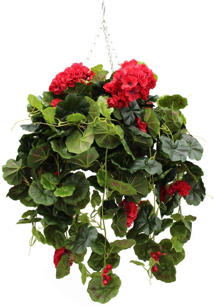 Ivy Geraniums Hanging Baskets