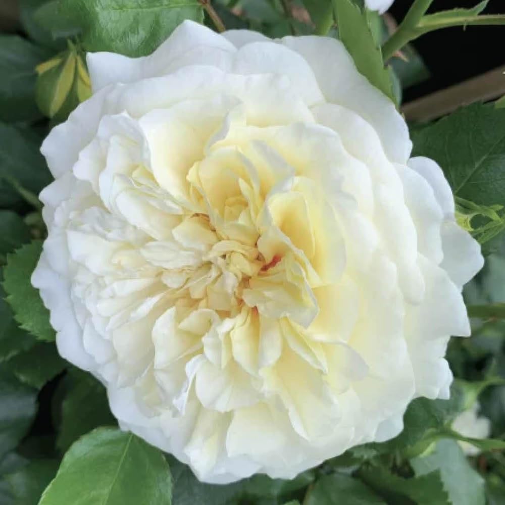 Yougarden Cream Harkness Roses Isla's Rose, Climbing Lemon, Repeat Flowering, Established Plant In 4 Litre Pot, Garden Trellis