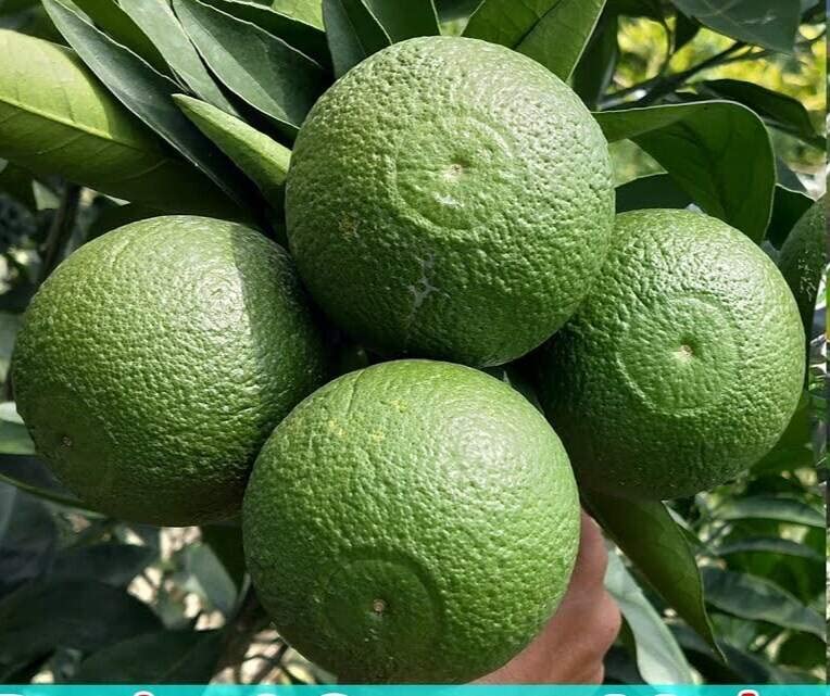 Bhumi Enterprise Sweet Bari 1 Malta Mosambi Grafted plant "Bangladeshi variety"(Fruit After 1 Year) (B0BRWKSM8X) Amazon Price History, Amazon Price Tracker