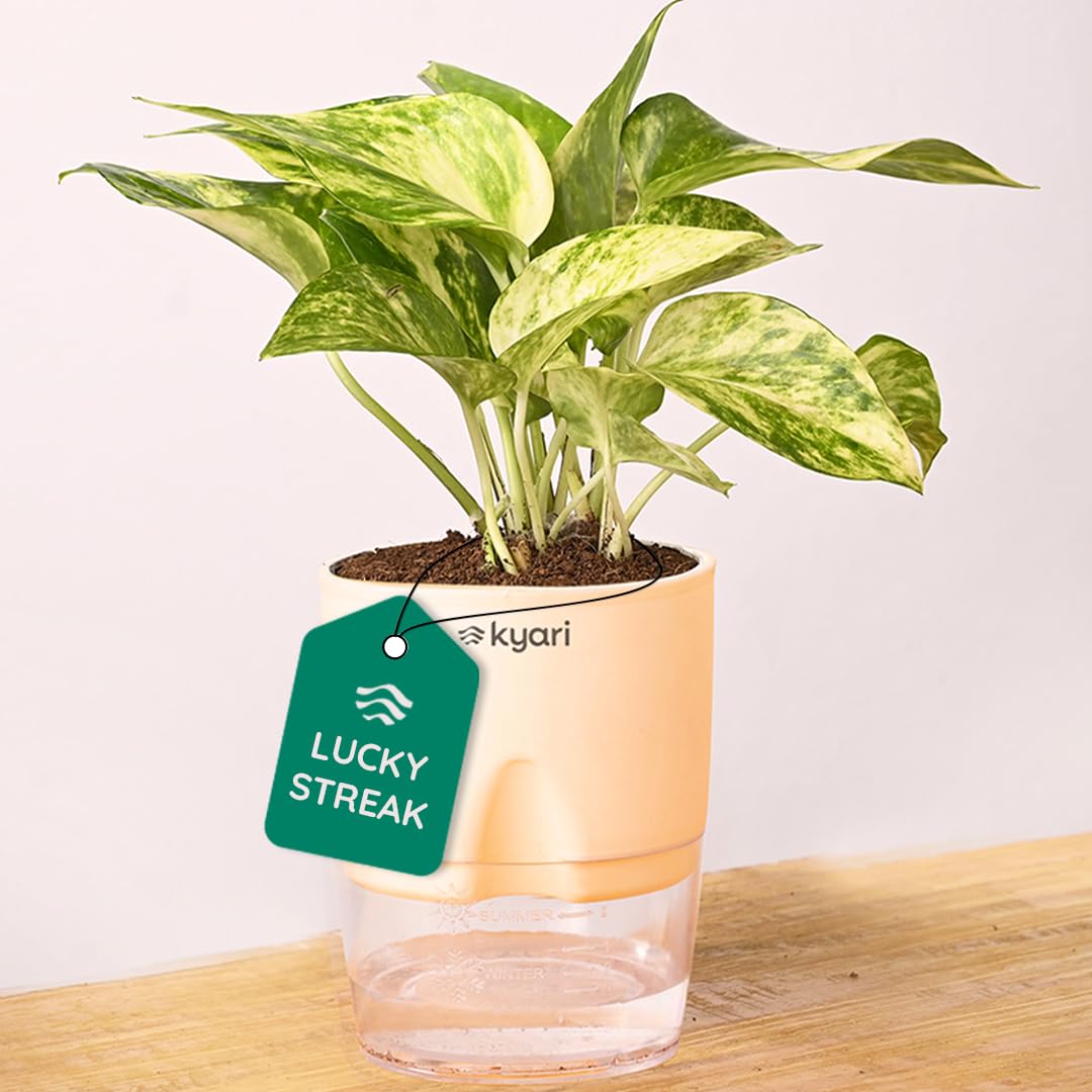 KYARI Good Luck Money Variegated Live Plant with Cream Self Watering Pot - Small 4 Inch