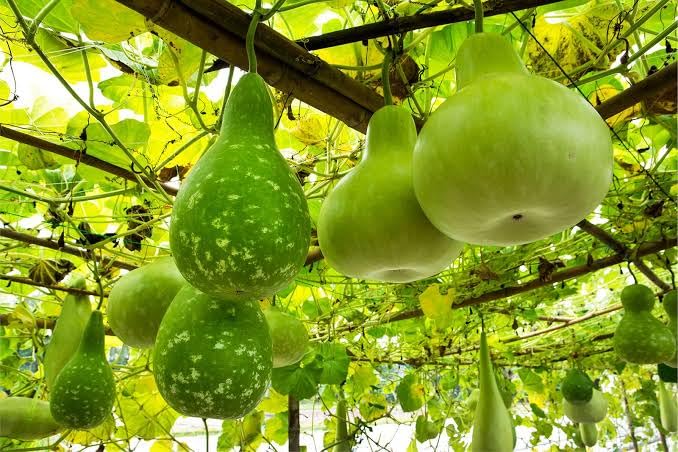 Vegetable Round Bottle Gourd Seeds for Home Gardening (1 Packet, 30 Seeds) | Summer Vegetables Seeds for Home Garden | Fresh and Green Gardening Vegetable Planting Seeds for Kitchen | Organic Seeds (B0CNHB7LHK) Amazon Price History, Amazon Price Tracker