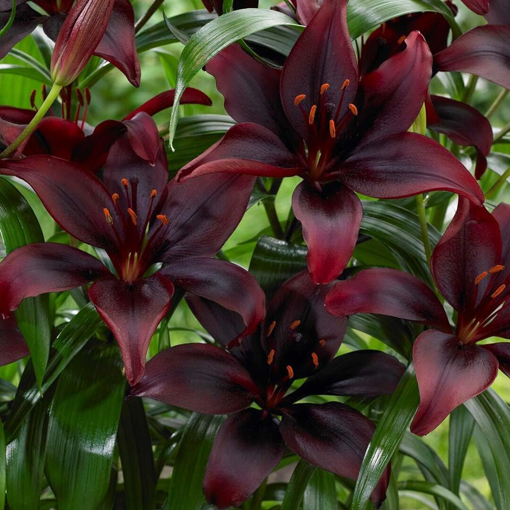 Tulip Bulbs for Fall Planting, 5 Ice Cream Tulip Bulbs for