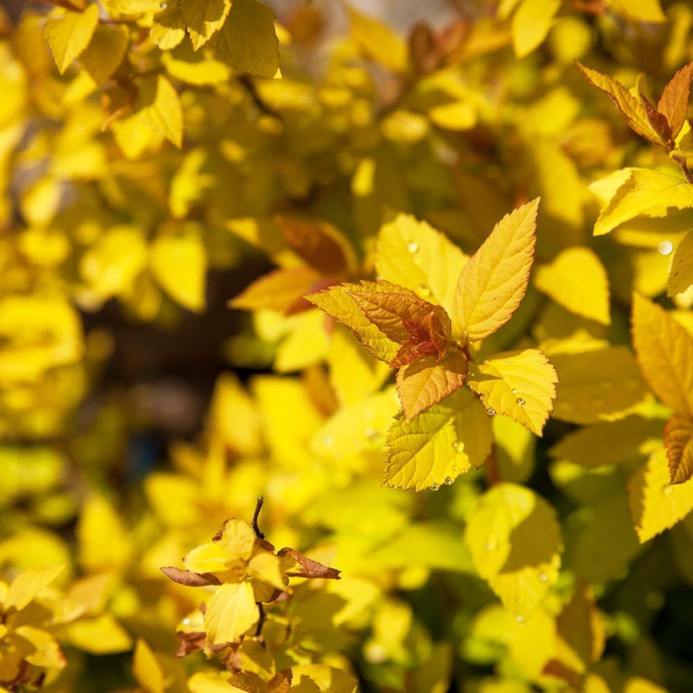 キツ　25 ＋16 斑入　同時梱包割引　黄斑　イエローマリリン PXL_20230522_2243277712-scaled.jpg