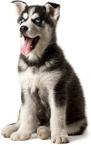 Miniatura 2 de Wallmonkeys WM168063 Adorable calcomanías de pared para cachorros en blanco y negro con ojos azules, 18 pulgadas de alto x 13 pulgadas de ancho,