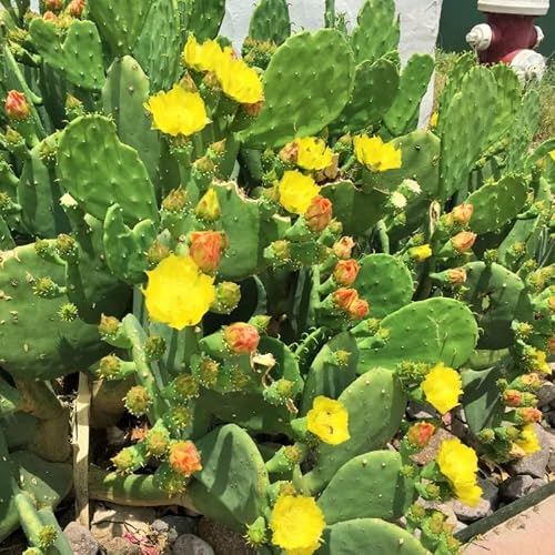 Spineless Prickly Pear Cactus Well Rooted, Succullent Plant, Ornaments Perennial Garden Simple to Grow, Prickly Pear Cactus Plant