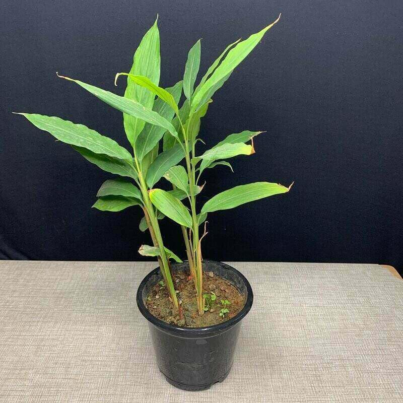 See full amazon price history chart for Green cardamom plant live natti variety (Pack of 1) Green cardamom plant live natti variety (Pack of 1) (B0CVX9FJH1) Amazon Price History, Amazon Price Tracker