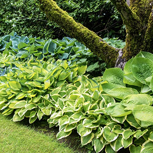 SPRING HILL NURSERIES - Verdant Medley Hosta Shade Loving Perennial