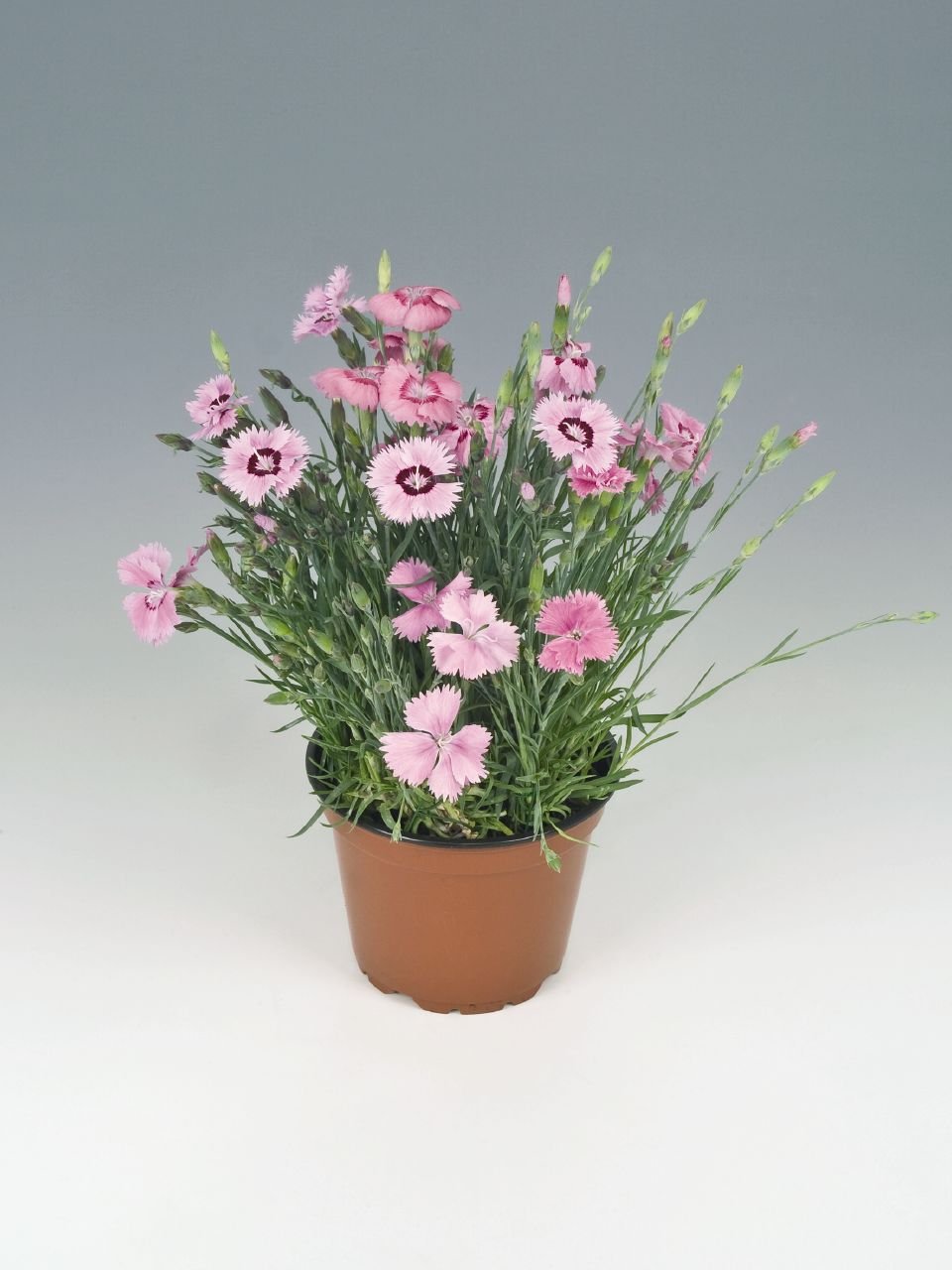 Creative Farmer Flower Seeds For Tropical Climates Dianthus Flavora