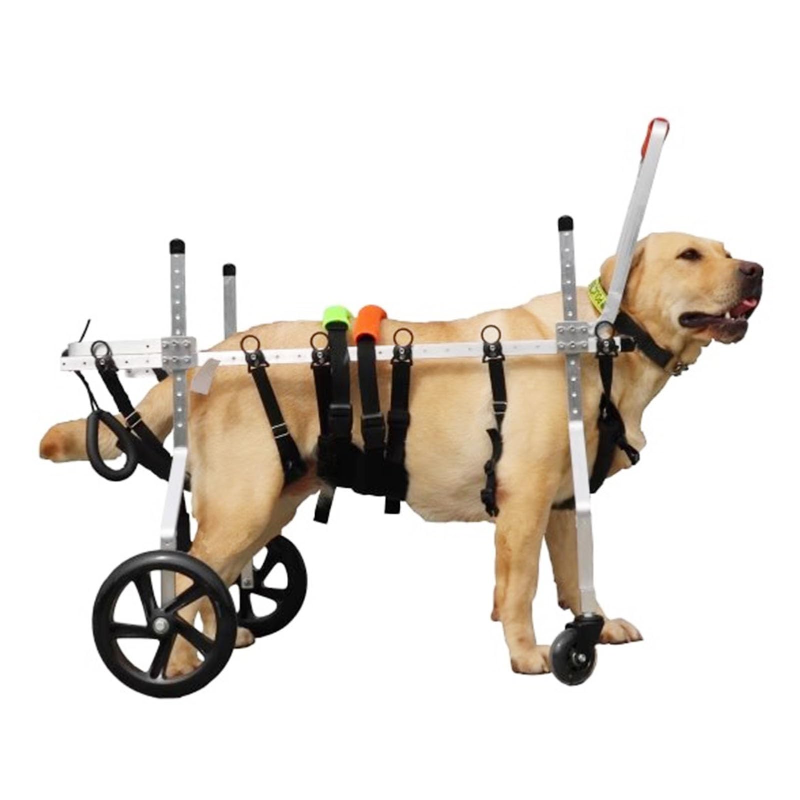 Chien paralysé retrouve sa mobilité grâce au fauteuil roulant pour grands chiens 15-60 kg