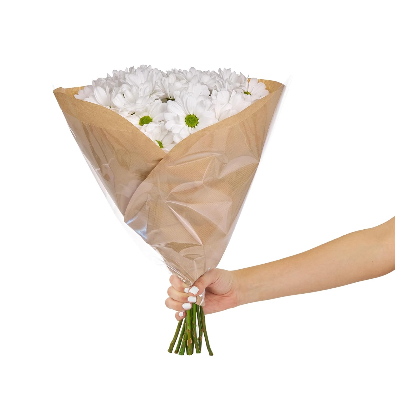 White Daisy Pompon - Falcon farms Inc.
