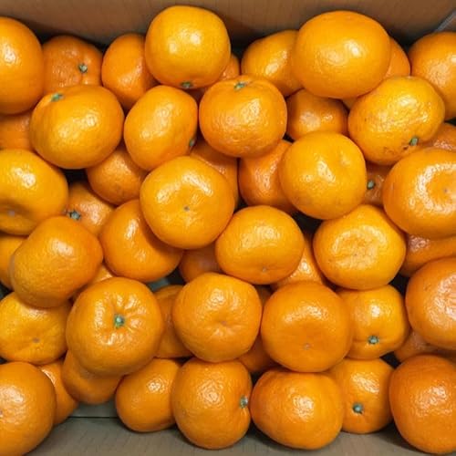 [2025年先行予約]ご家庭用 和歌山 有田みかん 約10kg (2L、3Lサイズ)