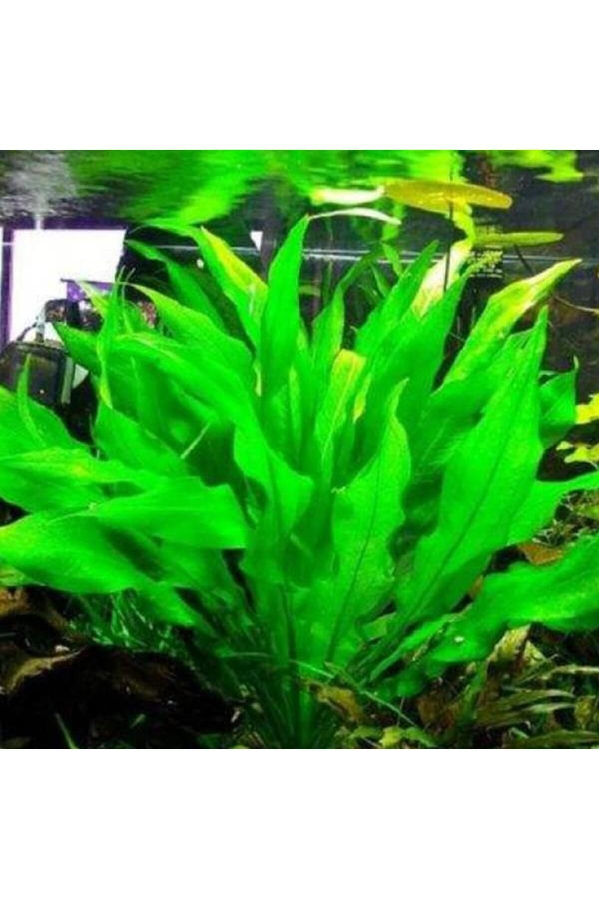 Echinodorus Bleheri Saksı Canlı Bitki
